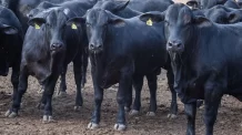 Exportação de carne para a China deve ser suspensa, diz ministro